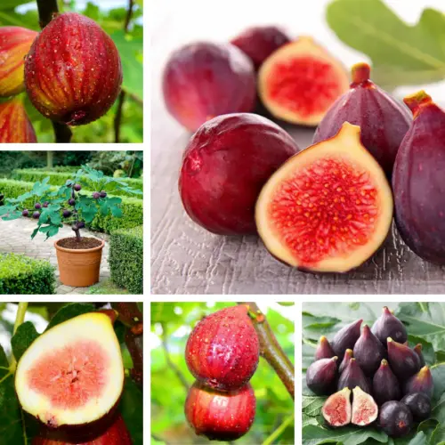Fig Tree Seeds (Ficus carica), Sweet Fruit Shrub-Plantjoyfarm-Fruit Seeds,best selling