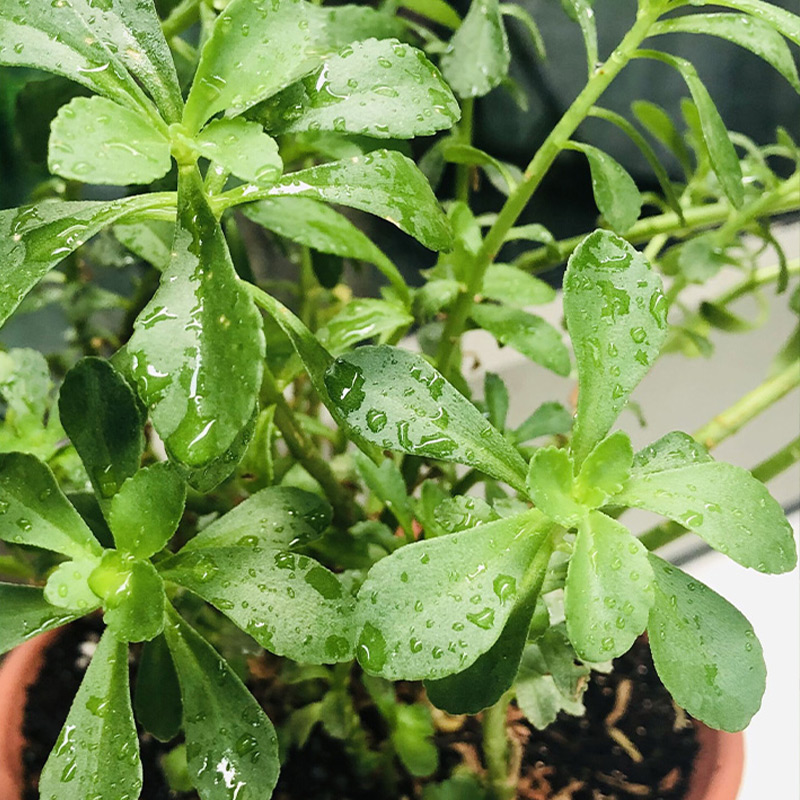 Phedimus Aizoon Seeds(Aizoon Stonecrop)-Plantjoyfarm-Vegetable Seeds,best selling