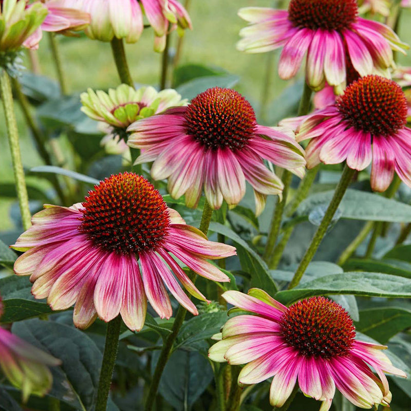 Echinacea, Sweet Sandia-Plantjoyfarm-2022,Garden Seeds,best selling