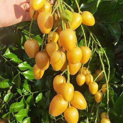 Wampee Fruit Seeds-Plantjoyfarm-
