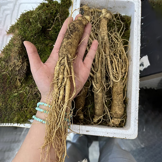 Precious Ginseng Seeds  Herbaceous Perennial-Plantjoyfarm-best selling,Vegetable Seeds