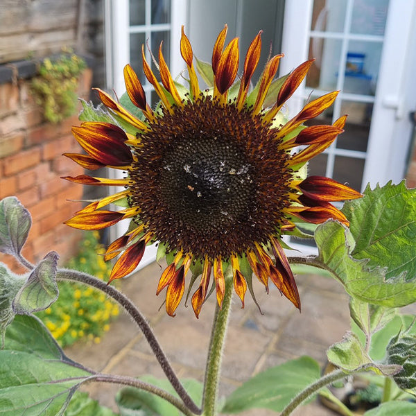 Tiger Sunflower Seeds-Plantjoyfarm-Garden Seeds,Sunflower Seeds,best selling