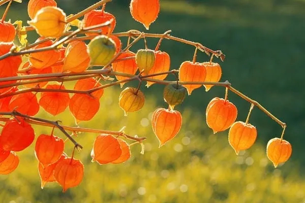 🎉65% OFF💥🔥Lantern Cherry Seeds🍓🍒Winter Ground Cherry-Strawberry Ground Cherry-Plantjoyfarm-