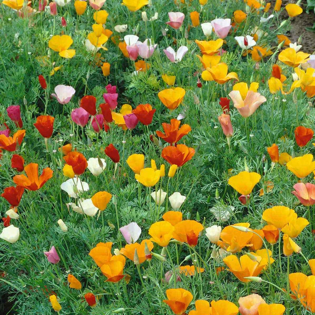 California Poppy Seeds - Mixed Colors-Plantjoyfarm-Flower Seeds
