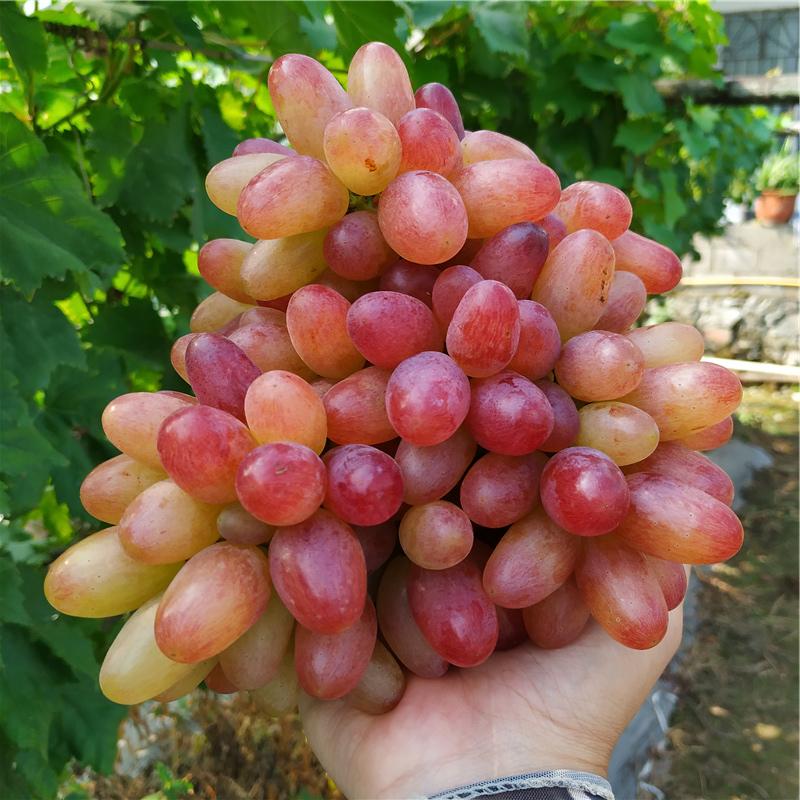 Manicure Finger Grapes Seeds-Plantjoyfarm-