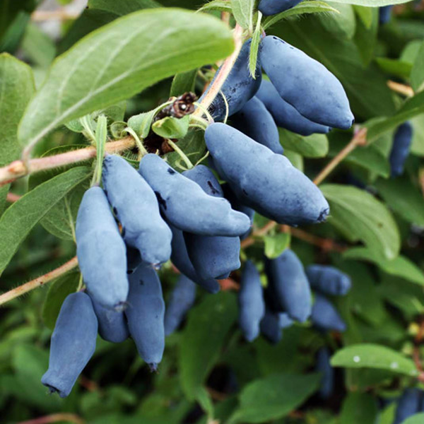 Lonicera Caerulea Fruit Seeds-Plantjoyfarm-Blueberry,Fruit Seeds