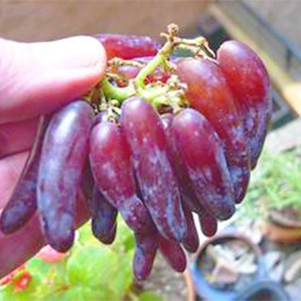Advanced Finger Grape Fruit Seeds-Plantjoyfarm-Fruit Seeds,Grape,best selling