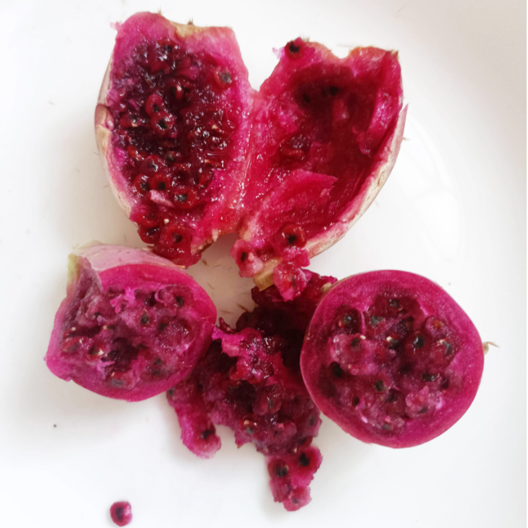 Edible Nopales Prickly Pear Cactus Seeds-Plantjoyfarm-Fruit Seeds,best selling