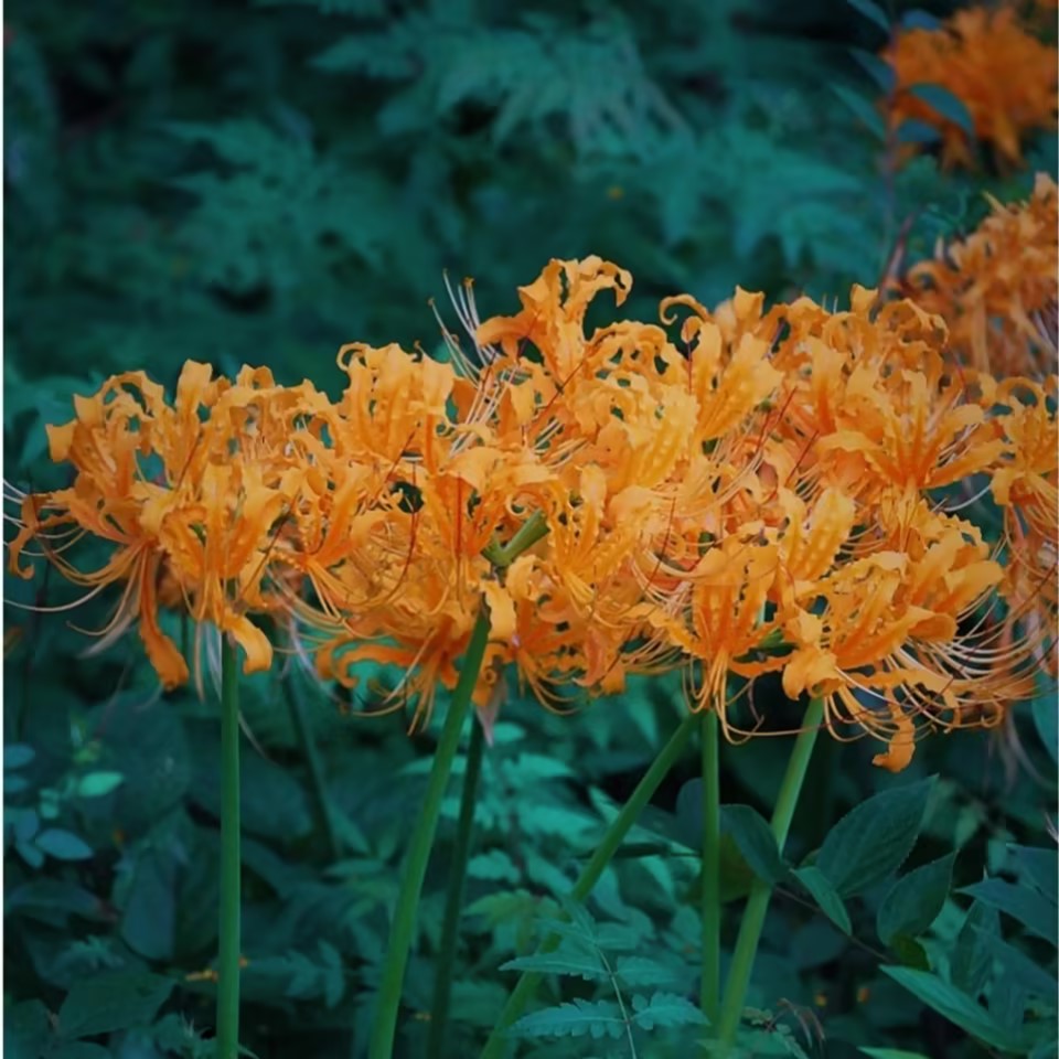 Higanbana Spider Lily Equinox Flower Bulbs-Plantjoyfarm-best selling,Garden Seeds