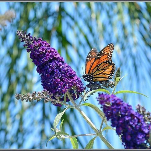 MIXED Colors BUTTERFLY BUSH Buddleia Davidii Flower Shrub Seeds-Plantjoyfarm-Flower Seeds,Garden Seeds,best selling
