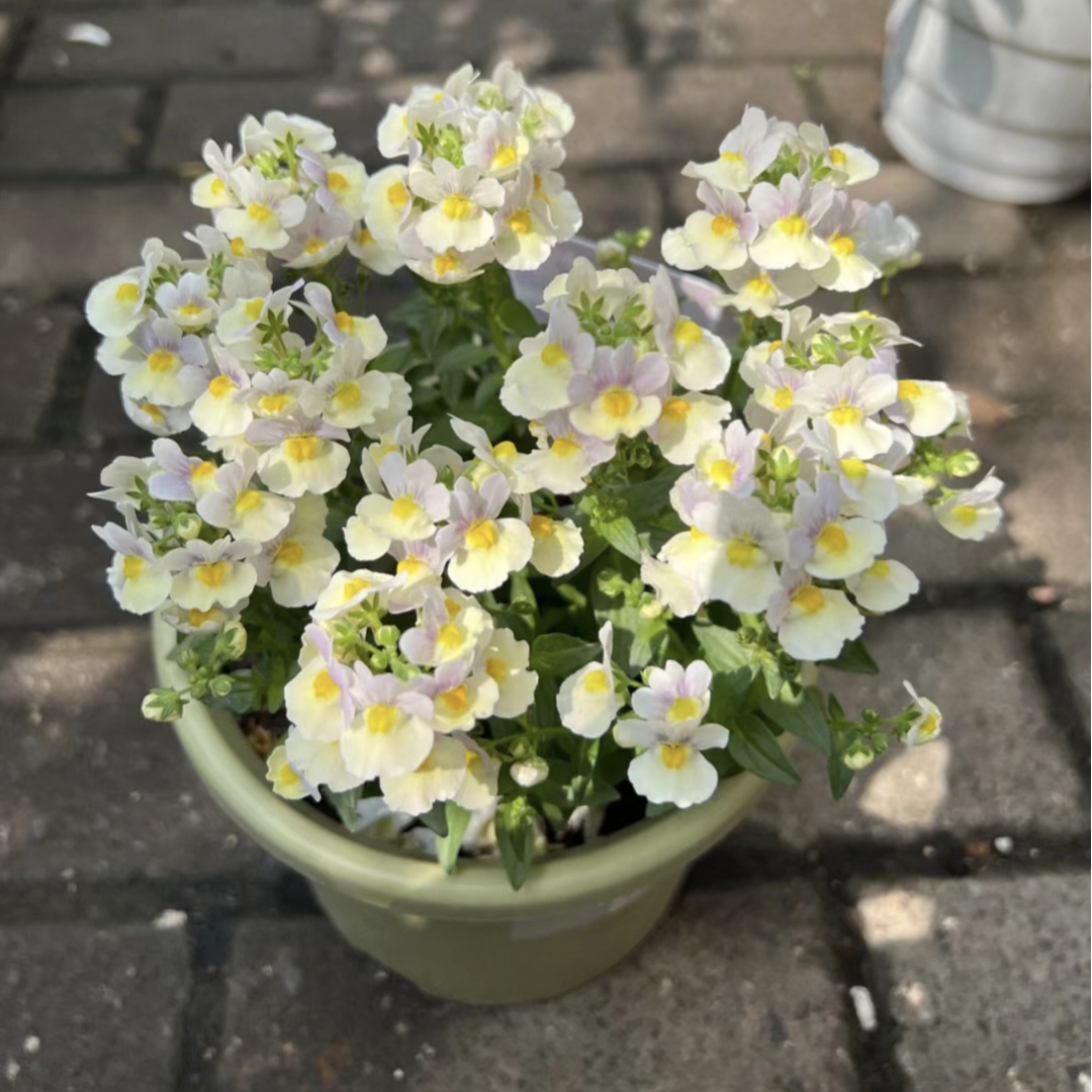 🌼Nemesia - Sincere Love-Plantjoyfarm-Flower Seeds,Garden Seeds,best selling