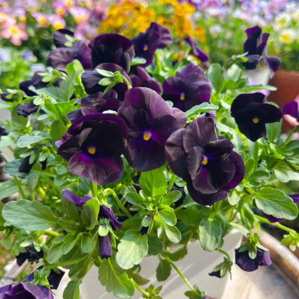 💐 Pansy Winter Elf Series - I Miss You Endlessly-Plantjoyfarm-best selling,Garden Seeds