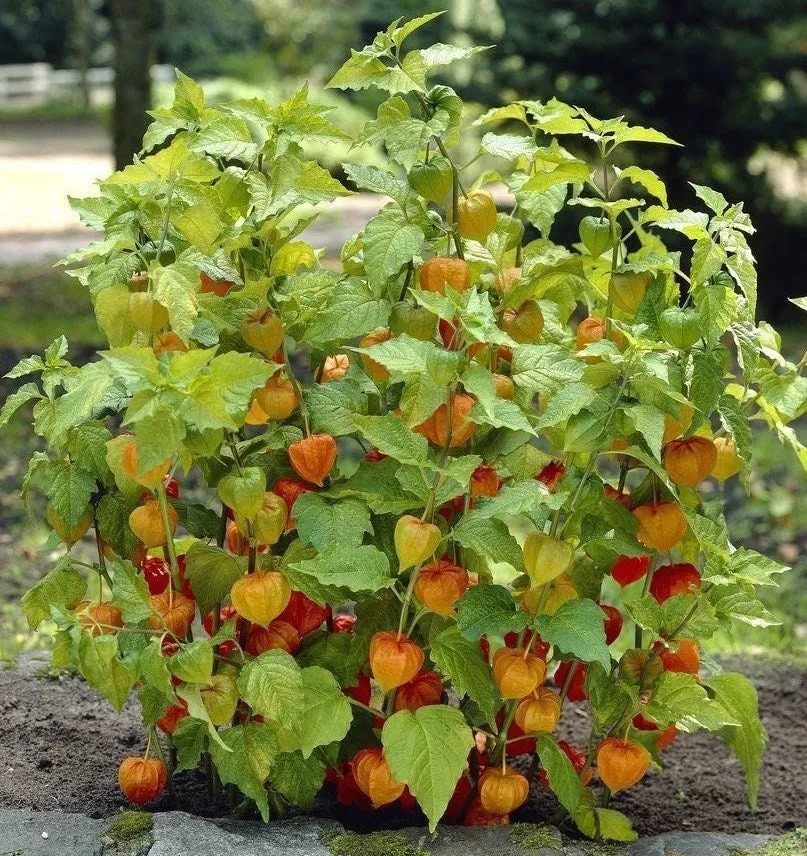 🎉65% OFF💥🔥Lantern Cherry Seeds🍓🍒Winter Ground Cherry-Strawberry Ground Cherry-Plantjoyfarm-