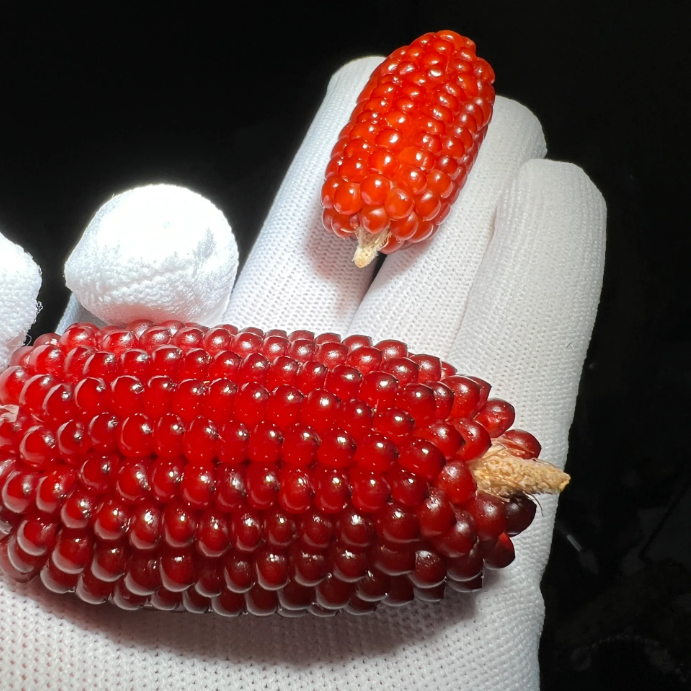 Decorative Corn Gem corn  Seeds-Plantjoyfarm-Vegetable Seeds,best selling