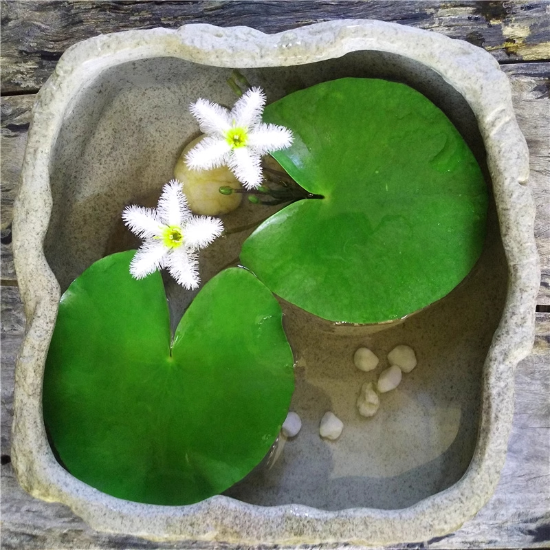 Water Snowflake Nymphoides indica-Plantjoyfarm-Flower Seeds,Garden Seeds,best selling