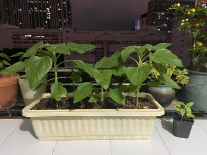 Rare Black Sunflower Seeds-Plantjoyfarm-Garden Seeds,Flowers Seeds,Sunflower Seeds,best selling