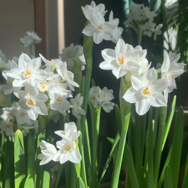 🌺White Purity - Third Generation Daffodils-Plantjoyfarm-best selling,Garden Seeds
