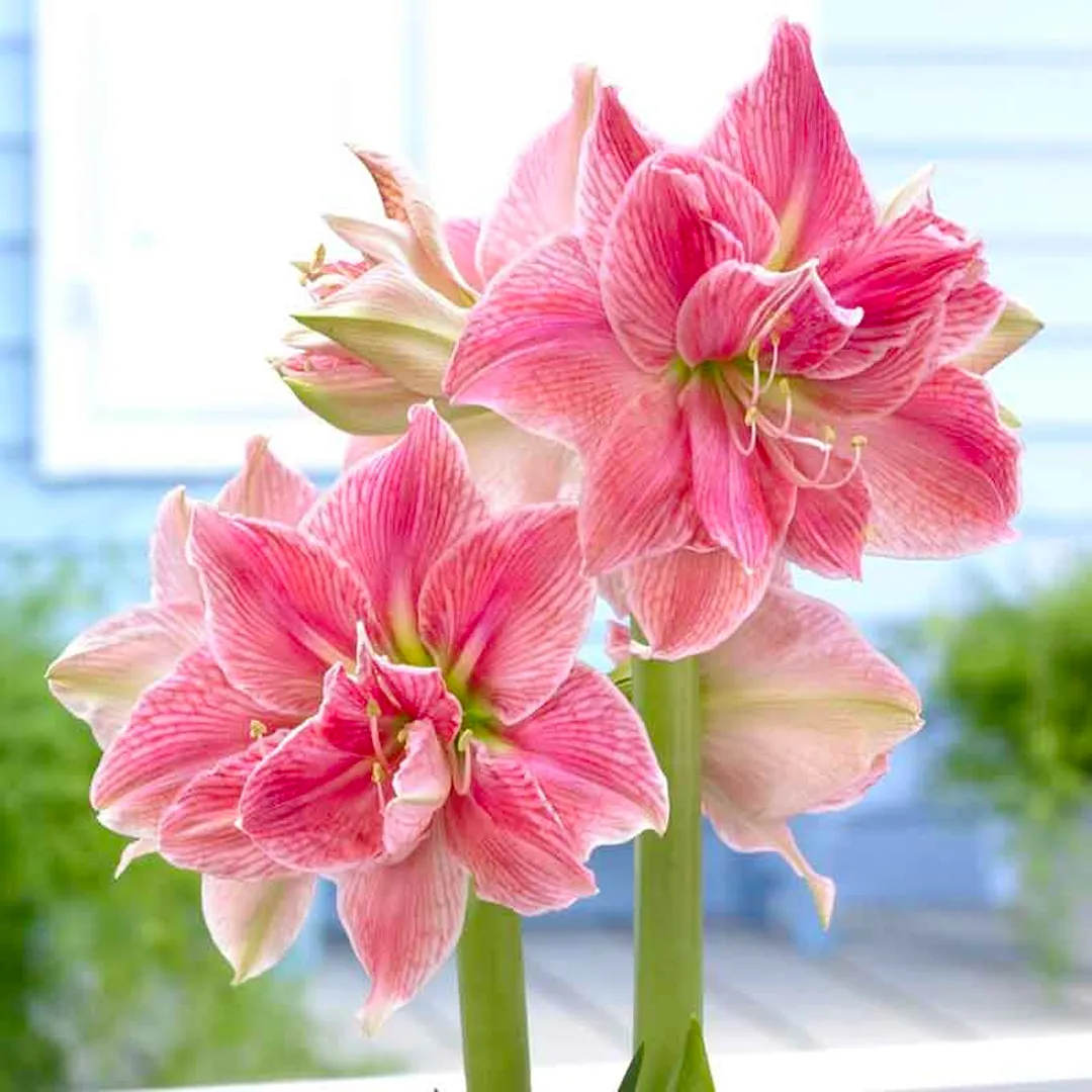 Amaryllis Bulbs - Easy-Care Red Wax with Red Blooms