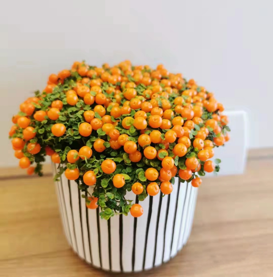 Pearl Orange Succulent Potted Plant-Plantjoyfarm-Flower Seeds,Garden Seeds,best selling