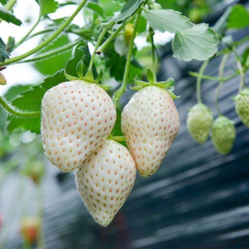 1 Bag Rare Milk Strawberry Seeds-Plantjoyfarm-Fruit Seeds,best selling