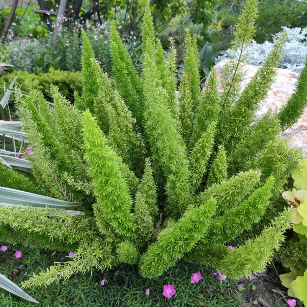 🦊Fox Tail-Plantjoyfarm-best selling,Garden Seeds