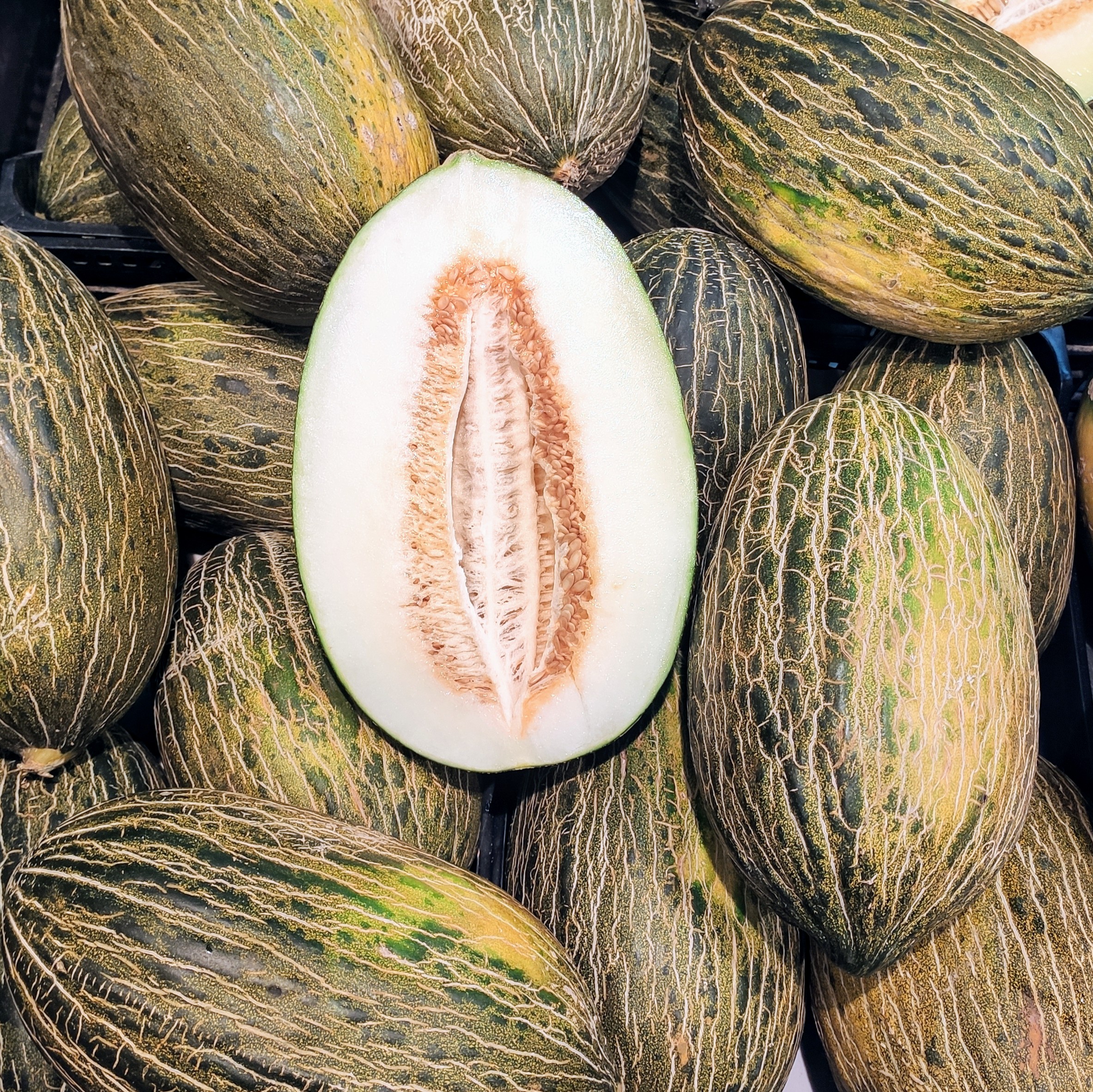 Piel De Sapo Melon-Plantjoyfarm-Fruit Seeds,best selling