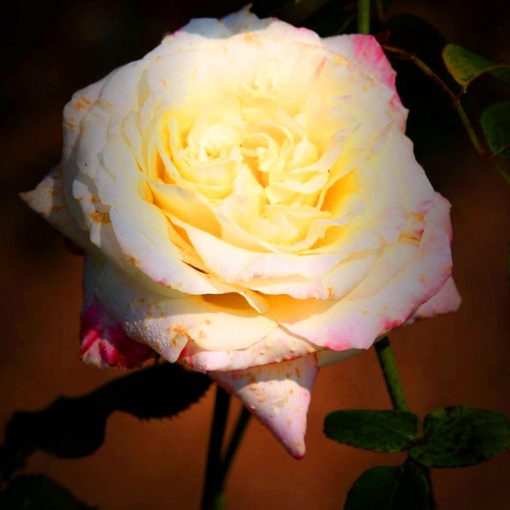  🌹 🌹Colorful Rose Seeds, 100Pcs/Pack-Plantjoyfarm-Flower Seeds