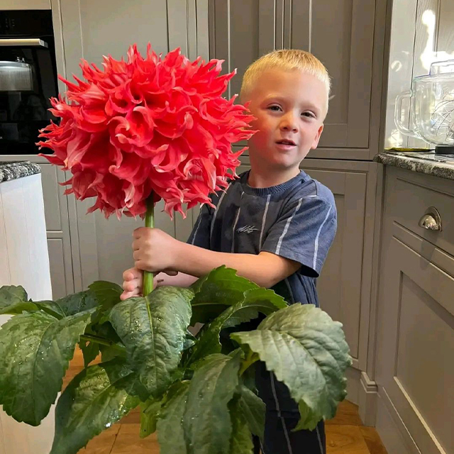Mixed Giant Dahlia Seeds-Plantjoyfarm-Flower Seeds,Garden Seeds,best selling