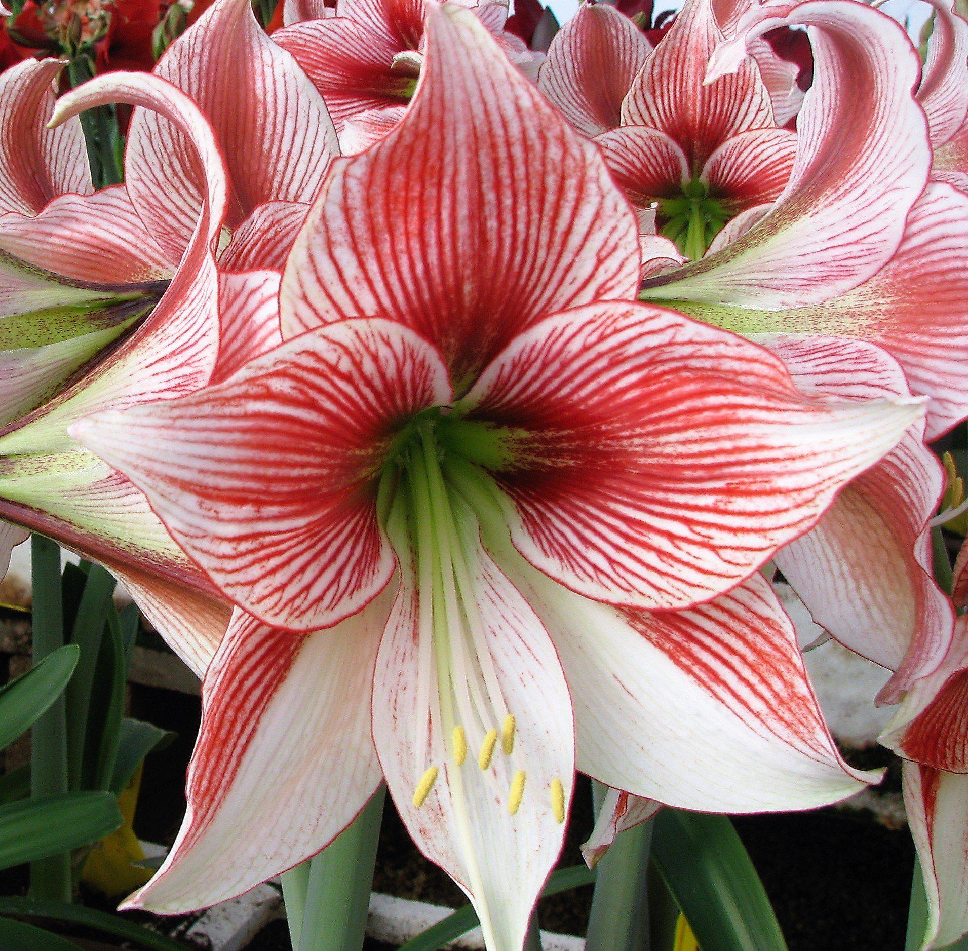 Rare Amaryllis Bulbs