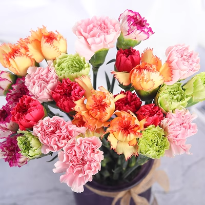 🌼Multi-Colored Carnation Seeds-Pure Love-Plantjoyfarm-Flower Seeds