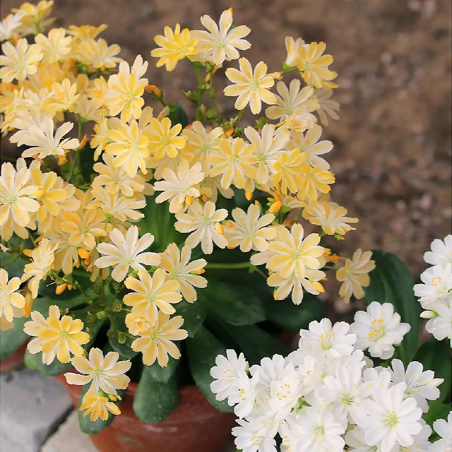 Lewisia Cotyledon Flower Seeds-Plantjoyfarm-Flowers Seeds,Garden Seeds,best selling