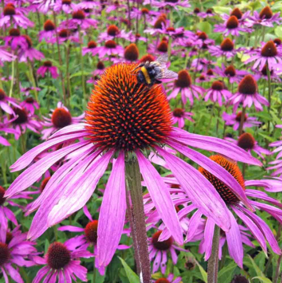 50Pcs RARE PURPLE CONEFLOWER SEEDS-Plantjoyfarm-Garden Seeds,best selling