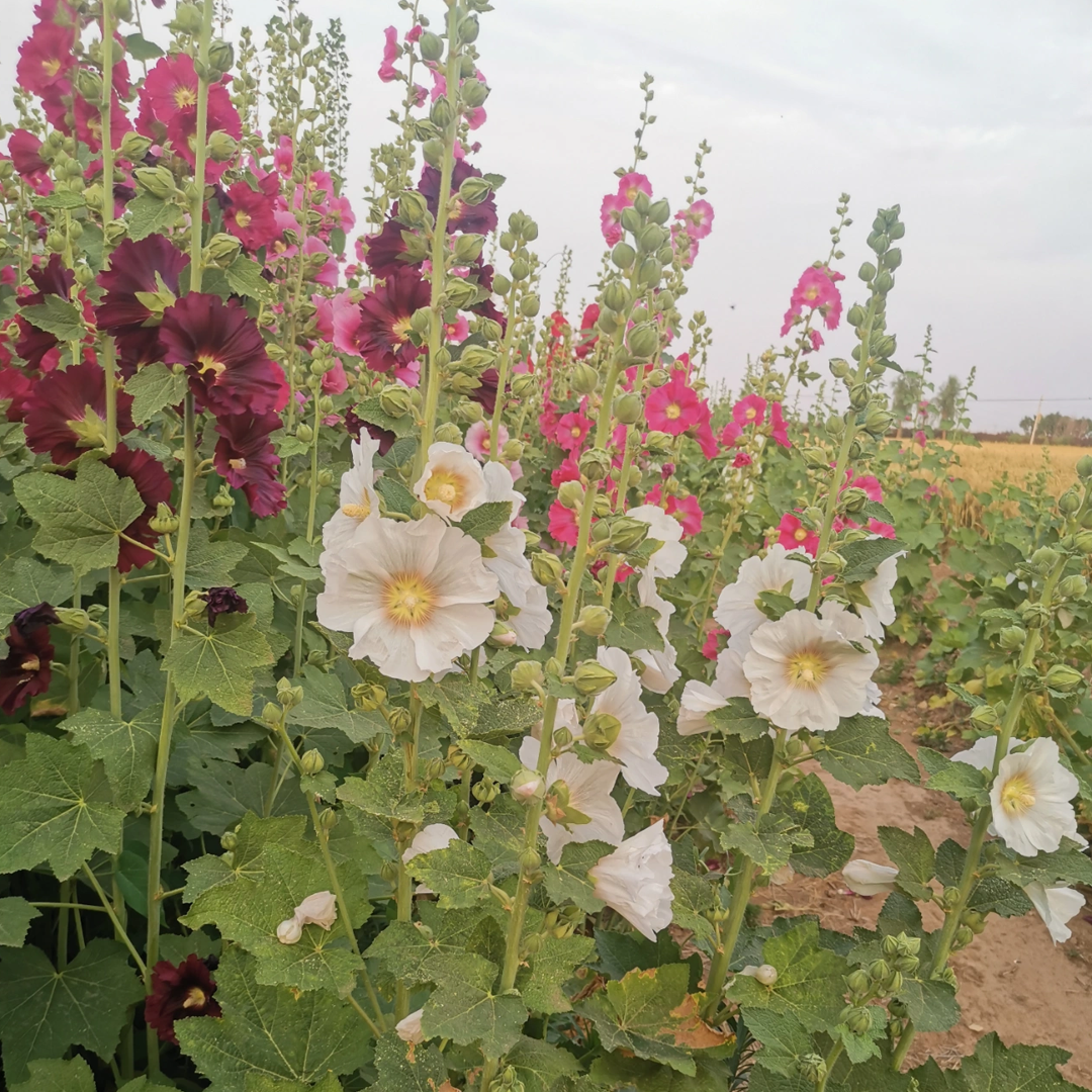 Hollyhock Seeds - Single Mix-Plantjoyfarm-Flower Seeds