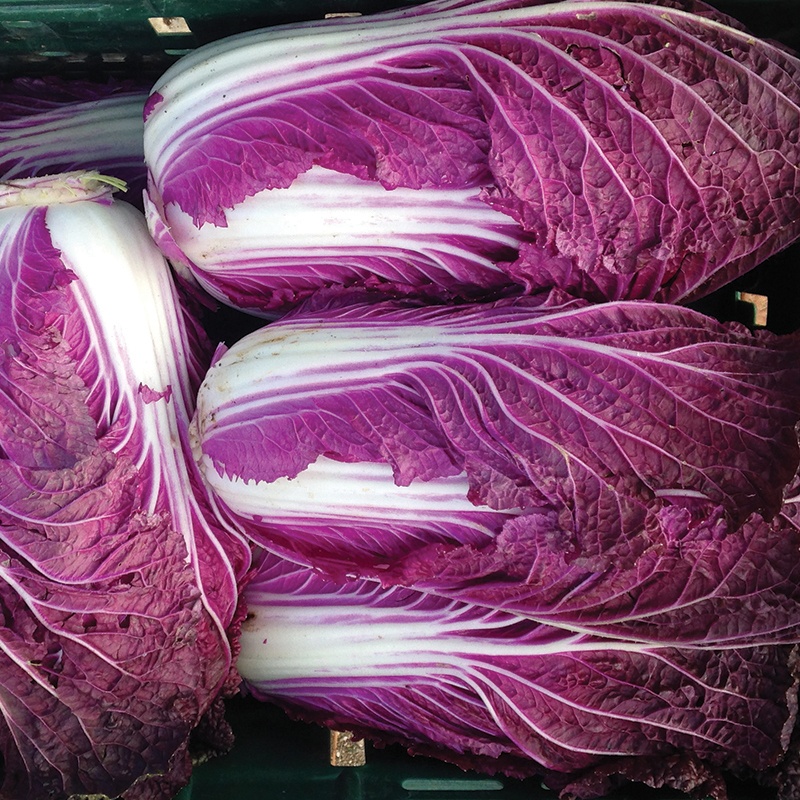Merlot (F1) Chinese Cabbage Seed-Plantjoyfarm-Vegetable Seeds,best selling
