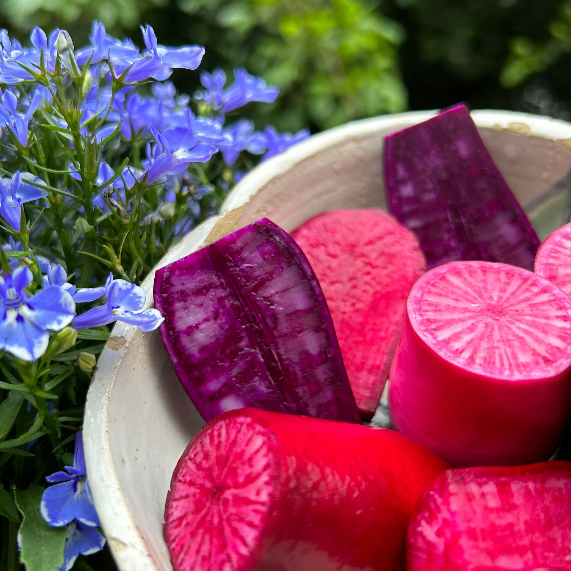 Pineapple Fruit Radish Seeds🥕-Plantjoyfarm-Fruit Seeds,Vegetable Seeds,best selling