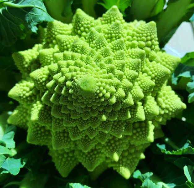 Roman Pagoda Cauliflower Seeds-Plantjoyfarm-Vegetable Seeds,best selling
