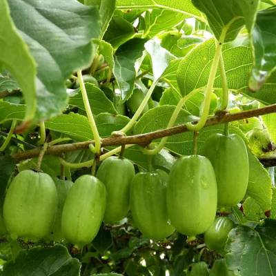 Soft Date Kiwi Fruit Seeds-Plantjoyfarm-