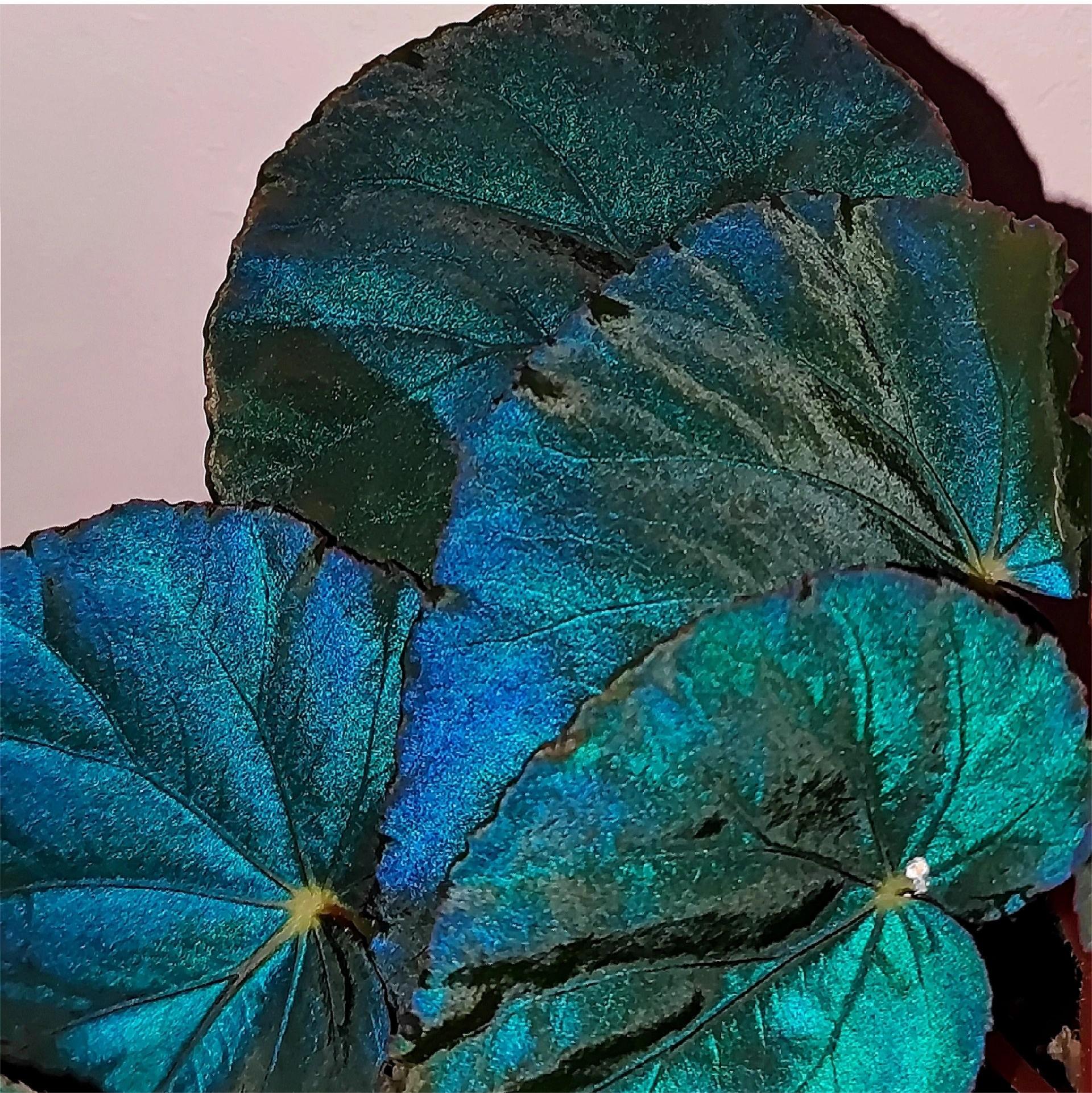 Peacock Begonia - blue begonia-Plantjoyfarm-Flowers Seeds,Garden Seeds,best selling