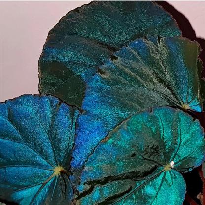 Peacock Begonia - blue begonia-Plantjoyfarm-Flowers Seeds,Garden Seeds,best selling