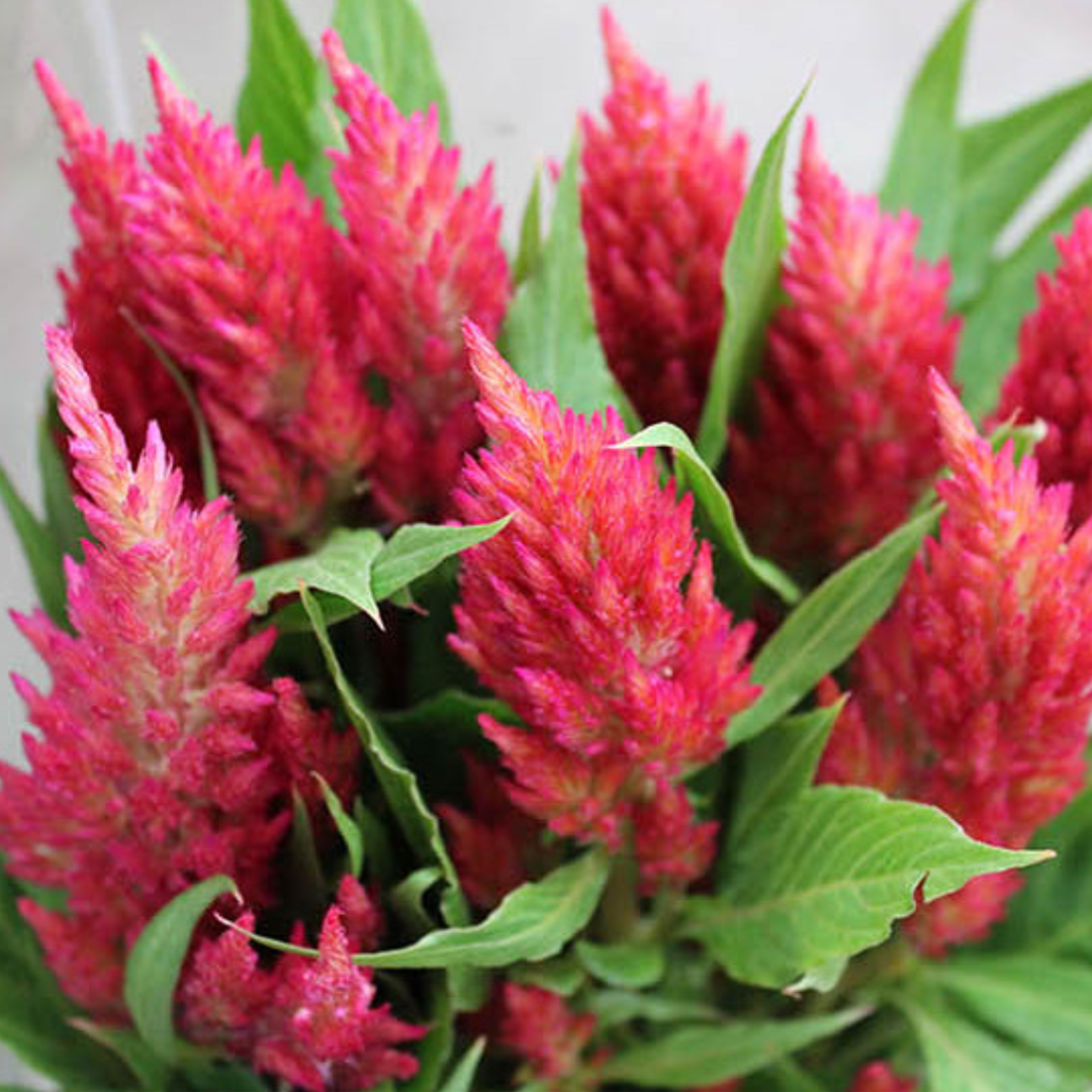 500 Pcs Plumed Castle Celosia Seeds-Plantjoyfarm-Flower Seeds