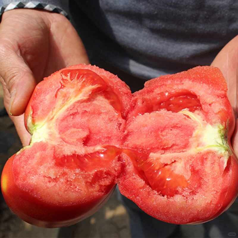 Hair Pink Tomato Seeds-Plantjoyfarm-Vegetable Seeds,best selling