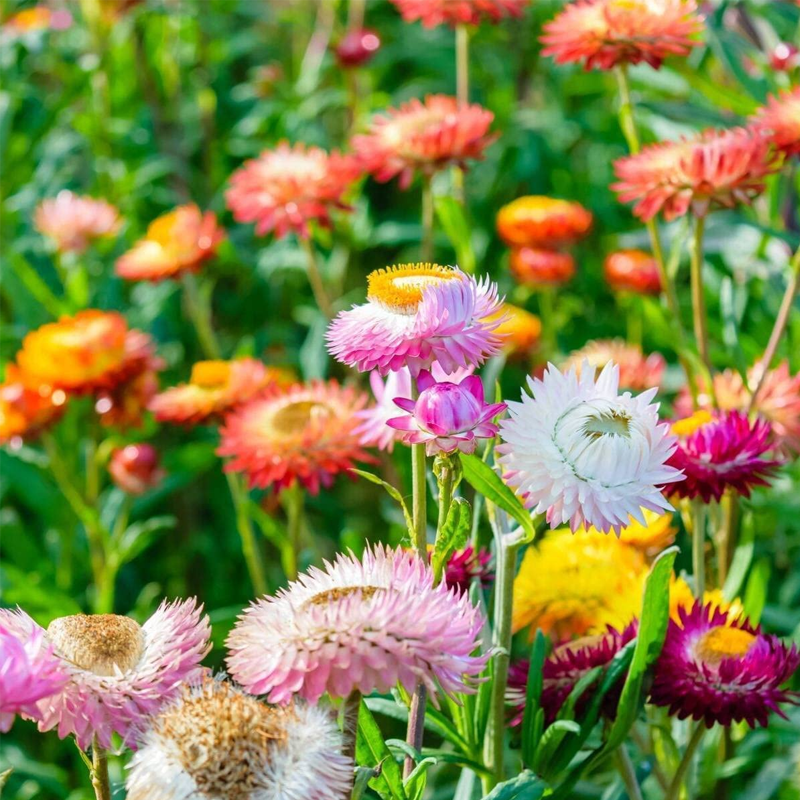 Strawflower Seeds - Swiss Giant Mix-Plantjoyfarm-Flower Seeds