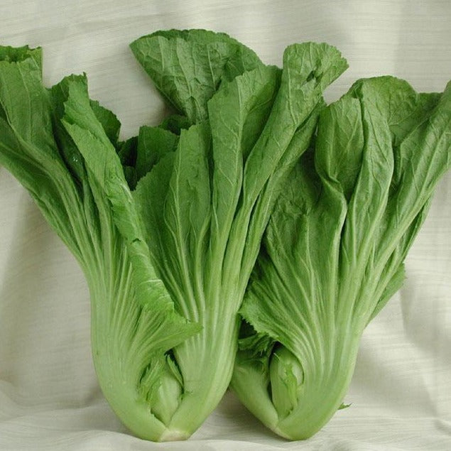 Leaf Mustard Seeds-Plantjoyfarm-Vegetable Seeds,best selling