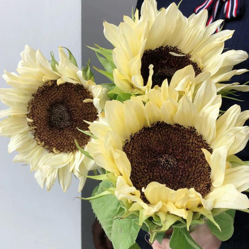 50 Seeds Yellow sunflower with black heart-Plantjoyfarm-Sunflower Seeds,best selling