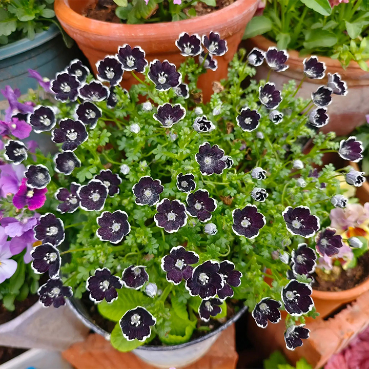 Baby Blue Eyes Seeds-Plantjoyfarm-Flower Seeds,Garden Seeds,best selling