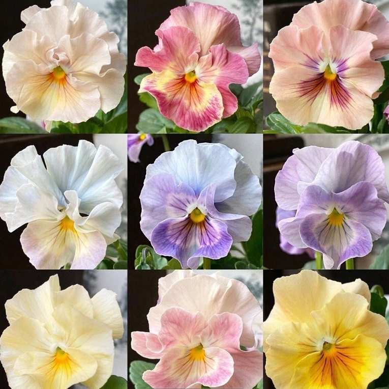 💐 Pansy Winter Elf Series - I Miss You Endlessly-Plantjoyfarm-best selling,Garden Seeds