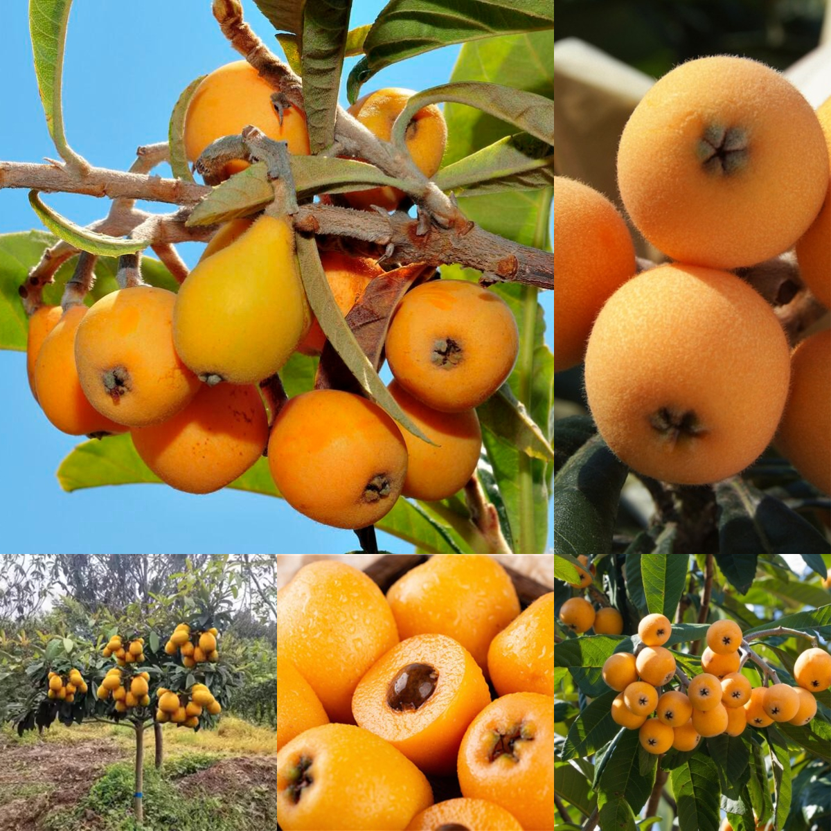 Five-star Loquat Seeds-Plantjoyfarm-