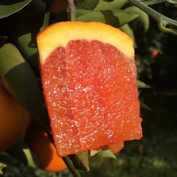 Red Flesh Blood Orange Seeds(🪴Can be potted)-Plantjoyfarm-