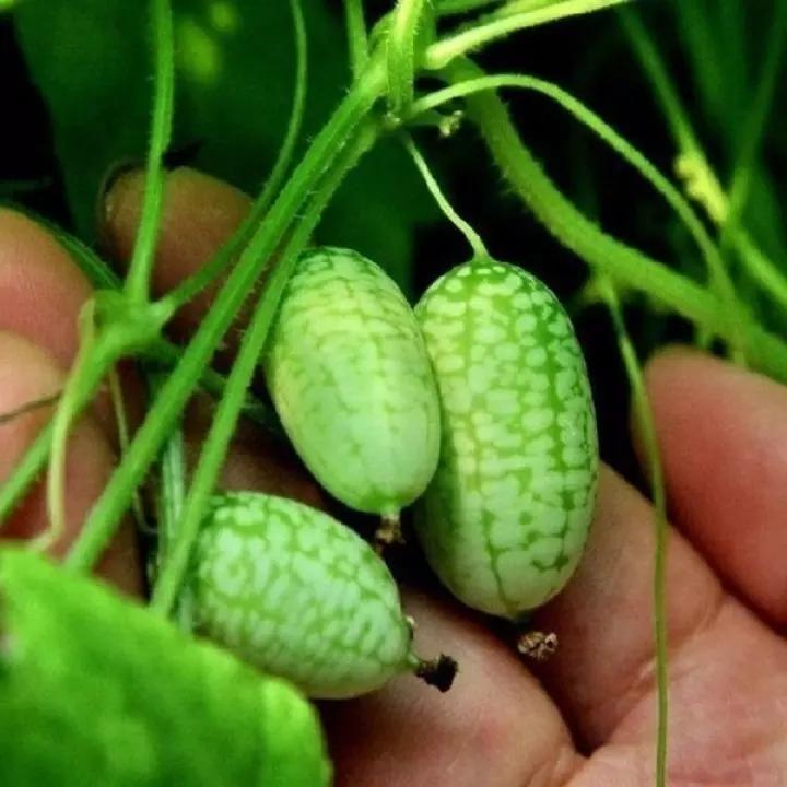 RARE SEEDS THUMB WATERMELON SEEDS-Plantjoyfarm-Fruit Seeds