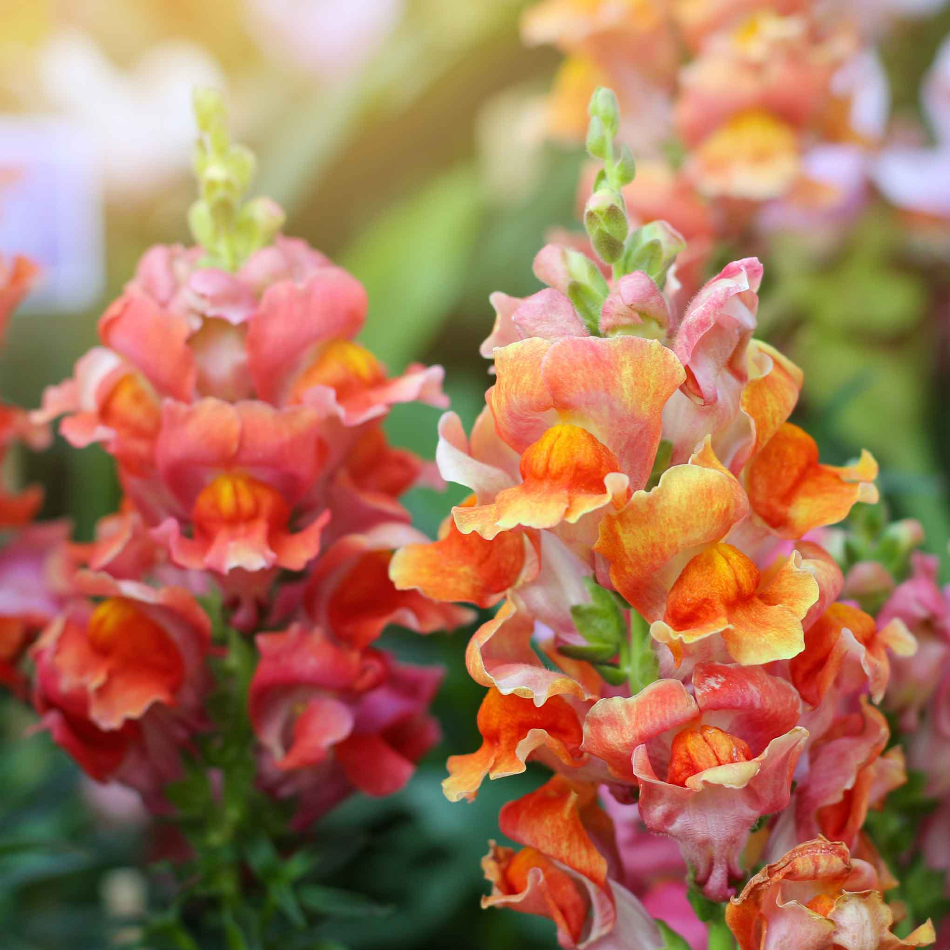 Snapdragon Seeds - Rocket Bronze-Plantjoyfarm-Flower Seeds,Partial Shade